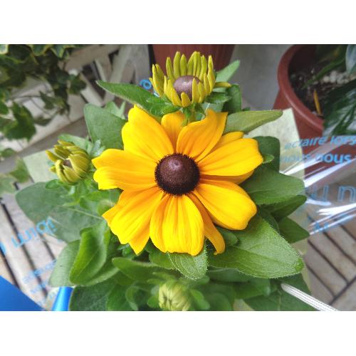 ���������o�X�P�b�g�@�`�u���E���`3