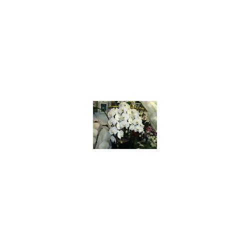 �l�C�i���o�|�����������߃A�����W2