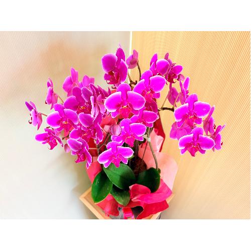 �~�j�Ӓ����x���x�b�g�n�R�{��������3